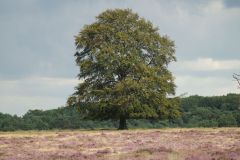 Hoge Veluwe