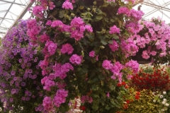Orchideenhoeve