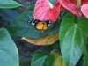 SONY DSC