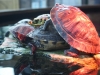 SONY DSC