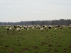 Kooistra5306