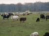 Kooistra5307