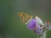 kooistra 6697