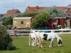 Kooistra 7462