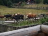 kooistra 5581