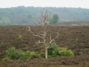 kooistra 5481