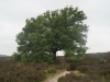 kooistra 5486