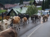 kooistra 6809