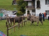 kooistra 6818
