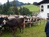 kooistra 6829
