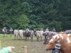 kooistra 6830