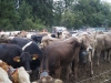 kooistra 6831