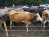 kooistra 6832
