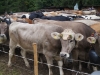 kooistra 6833