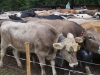 kooistra 6834
