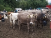 kooistra 6835