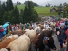 kooistra 6841