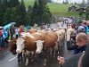 kooistra 6846