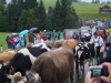 kooistra 6847