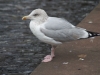 DSC530