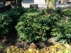 Kooistra5380