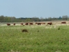 Kooistra5388