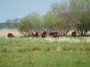 Kooistra5389
