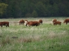 Kooistra5390
