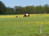 Kooistra5391
