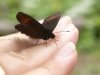 SONY DSC