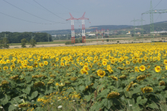 10 Zonnebloemen