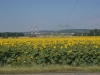 SONY DSC