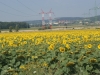 SONY DSC
