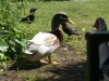 SONY DSC