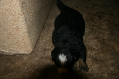 marley001