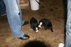 marley002