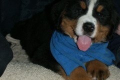 marley006