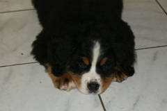 SONY DSC