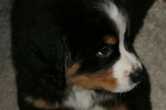 SONY DSC