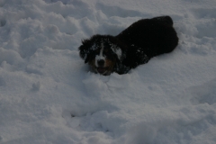 marley026