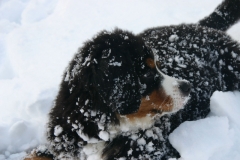 marley029