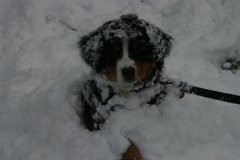 marley034